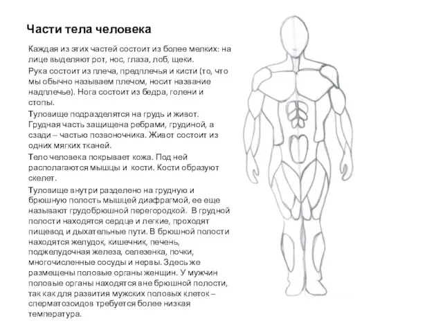 Части тела человека Каждая из этих частей состоит из более