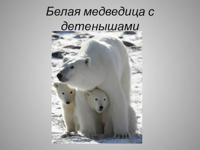 Белая медведица с детенышами