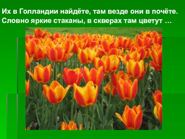 Их в Голландии найдёте, там везде они в почёте. Словно