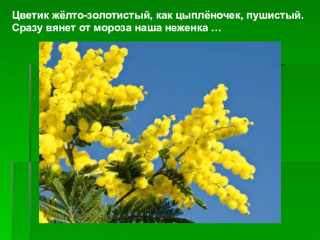 Цветик жёлто-золотистый, как цыплёночек, пушистый. Сразу вянет от мороза наша неженка …