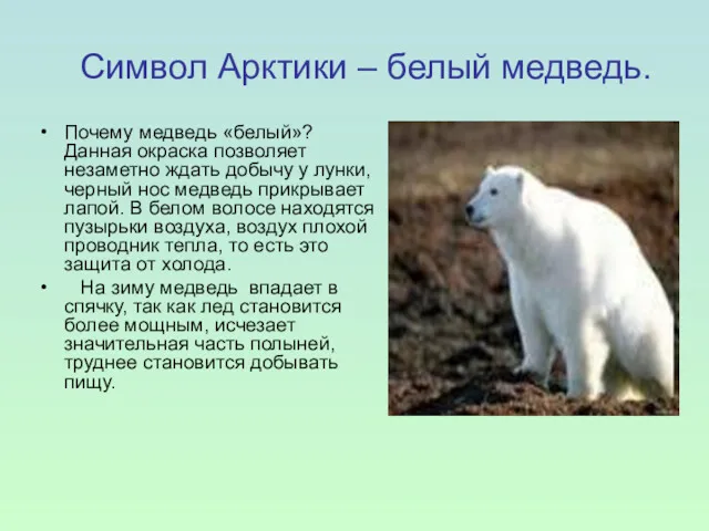 Символ Арктики – белый медведь. Почему медведь «белый»? Данная окраска