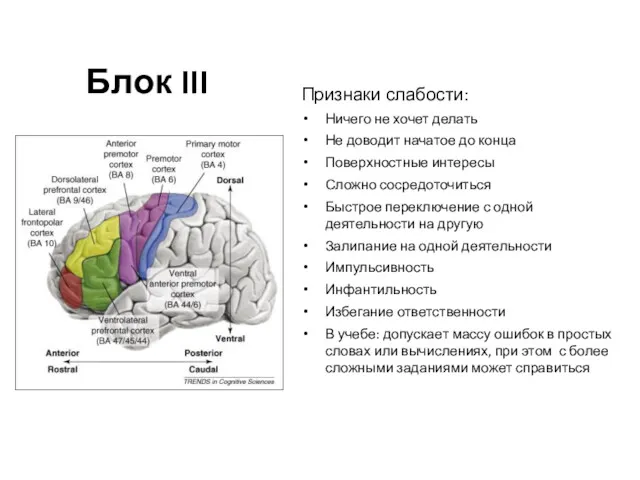 Блок III Признаки слабости: Ничего не хочет делать Не доводит начатое до конца