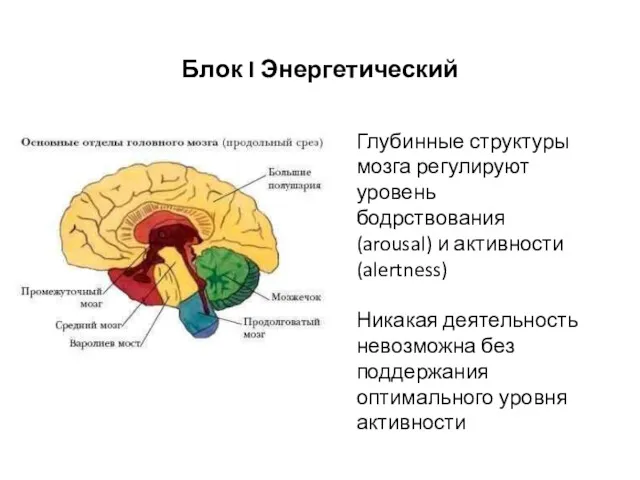 Глубинные структуры мозга регулируют уровень бодрствования (arousal) и активности (alertness) Никакая деятельность невозможна