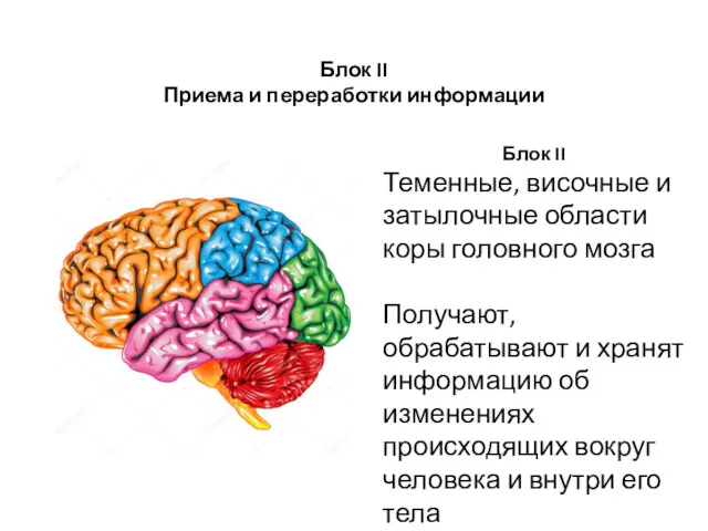 Блок II Теменные, височные и затылочные области коры головного мозга Получают, обрабатывают и