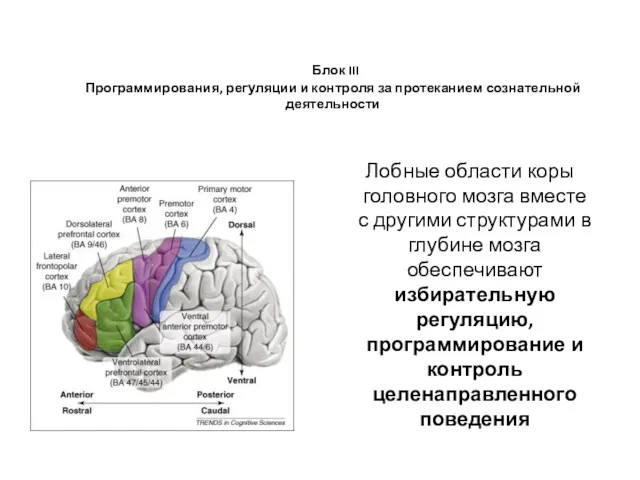 Блок III Программирования, регуляции и контроля за протеканием сознательной деятельности Лобные области коры