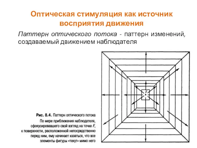 Оптическая стимуляция как источник восприятия движения Паттерн оптического потока - паттерн изменений, создаваемый движением наблюдателя