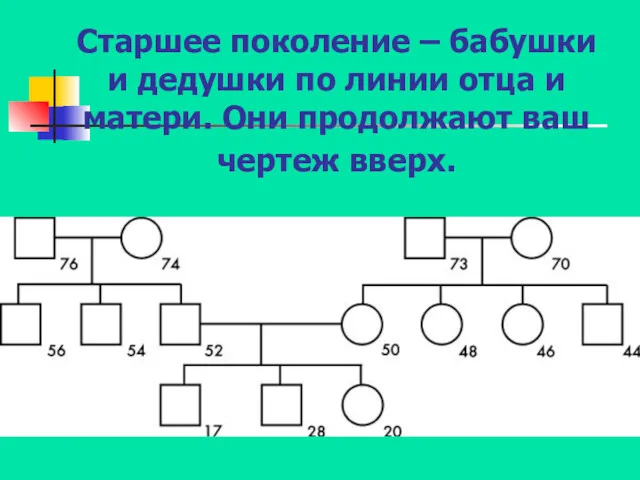 Старшее поколение – бабушки и дедушки по линии отца и матери. Они продолжают ваш чертеж вверх.