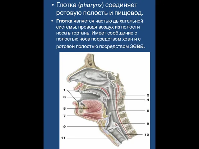 Глотка (pharynx) соединяет ротовую полость и пищевод. Глотка является частью