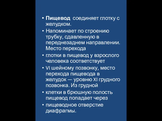 Пищевод соединяет глотку с желудком. Напоминает по строению трубку, сдавленную