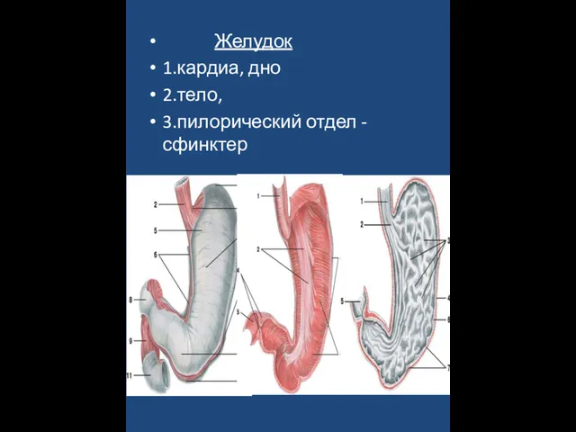 Желудок 1.кардиа, дно 2.тело, 3.пилорический отдел - сфинктер