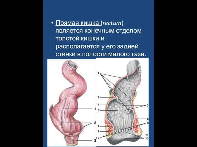 Прямая кишка (rectum) является конечным отделом толстой кишки и располагается