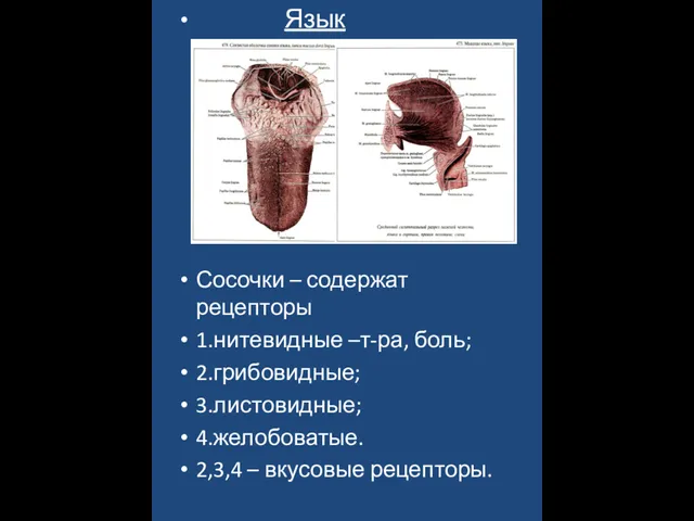 Язык Сосочки – содержат рецепторы 1.нитевидные –т-ра, боль; 2.грибовидные; 3.листовидные; 4.желобоватые. 2,3,4 – вкусовые рецепторы.