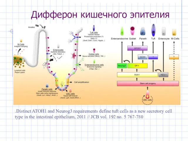 Дифферон кишечного эпителия .Distinct ATOH1 and Neurog3 requirements define tuft