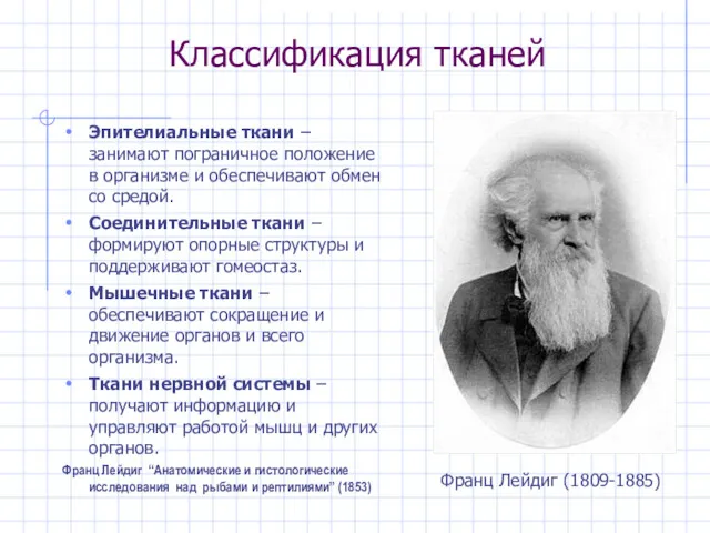 Классификация тканей Эпителиальные ткани – занимают пограничное положение в организме