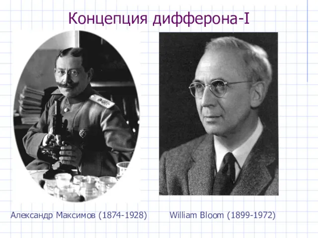 Концепция дифферона-I Александр Максимов (1874-1928) William Bloom (1899-1972)
