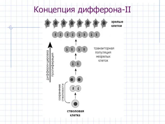 Концепция дифферона-II