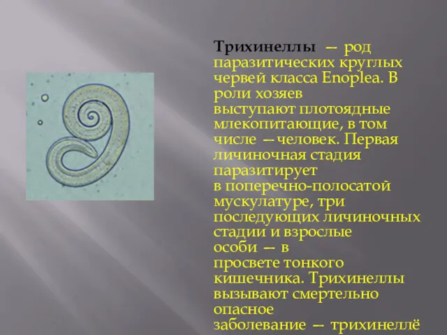 Трихинеллы — род паразитических круглых червей класса Enoplea. В роли
