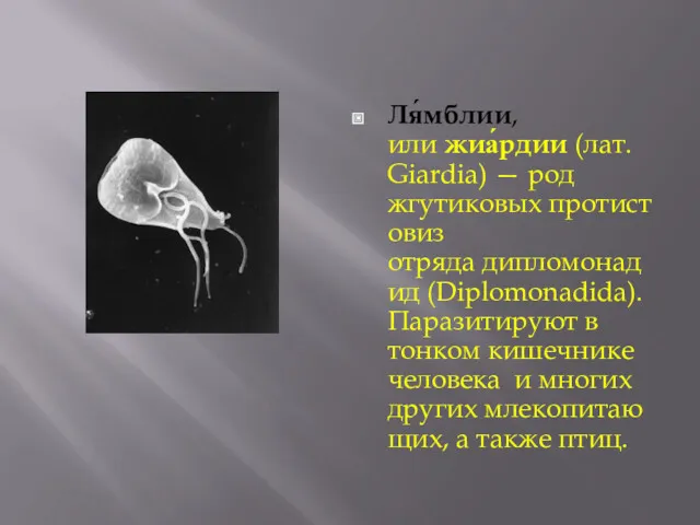 Ля́мблии, или жиа́рдии (лат. Giardia) — род жгутиковых протистовиз отряда