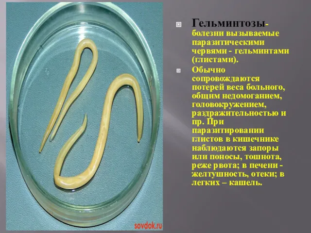 Гельминтозы- болезни вызываемые паразитическими червями - гельминтами (глистами). Обычно сопровождаются