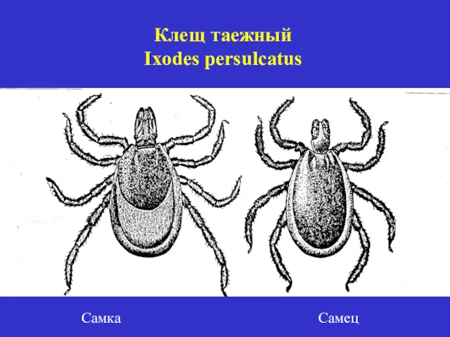 Клещ таежный Ixodes persulcatus Самка Самец