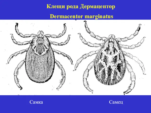 Клещи рода Дермацентор Dermacentor marginatus Самка Самец