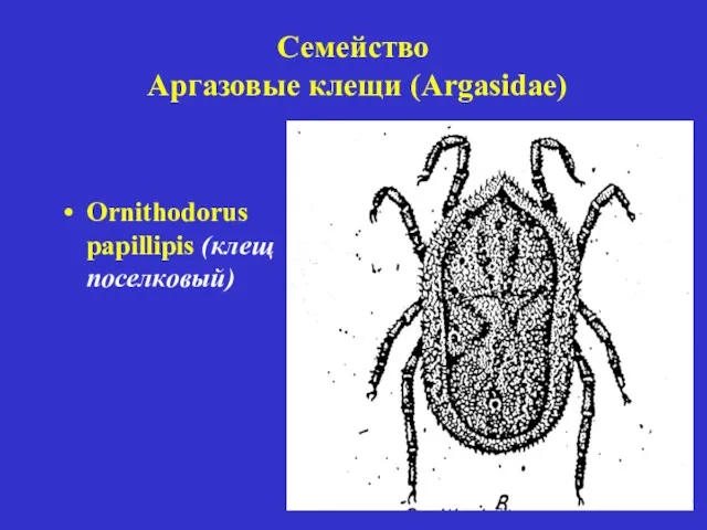 Семейство Аргазовые клещи (Argasidae) Ornithodorus papillipis (клещ поселковый)