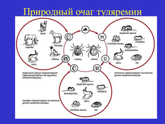 Природный очаг туляремии