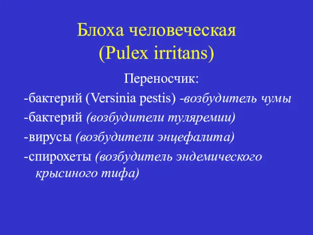 Блоха человеческая (Pulex irritans) Переносчик: -бактерий (Versinia pestis) -возбудитель чумы -бактерий (возбудители туляремии)