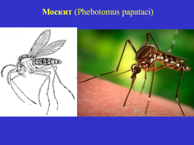 Москит (Phebotomus papataci)