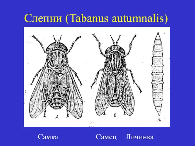 Слепни (Tabanus autumnalis) Самка Самец Личинка