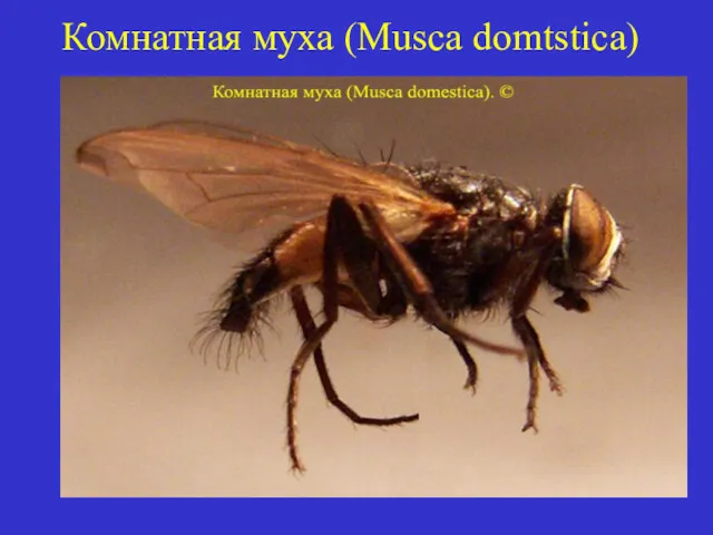 Комнатная муха (Musca domtstica)