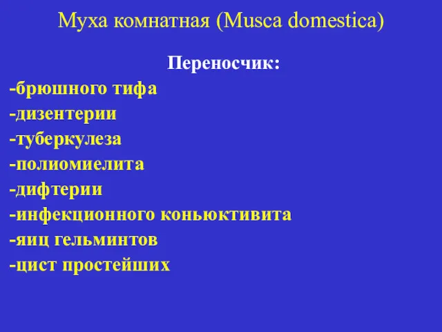 Муха комнатная (Musca domestica) Переносчик: -брюшного тифа -дизентерии -туберкулеза -полиомиелита -дифтерии -инфекционного коньюктивита