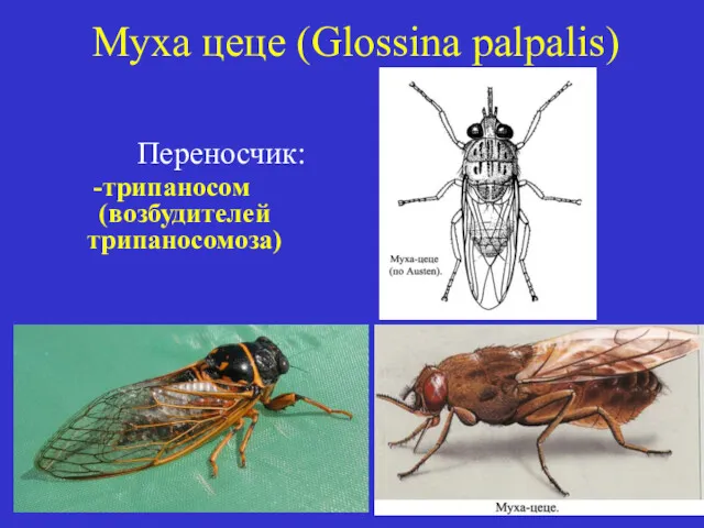 Муха цеце (Glossina palpalis) Переносчик: -трипаносом (возбудителей трипаносомоза)