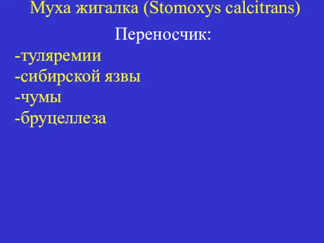 Муха жигалка (Stomoxys calcitrans) Переносчик: -туляремии -сибирской язвы -чумы -бруцеллеза