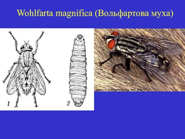 Wohlfarta magnifica (Вольфартова муха)