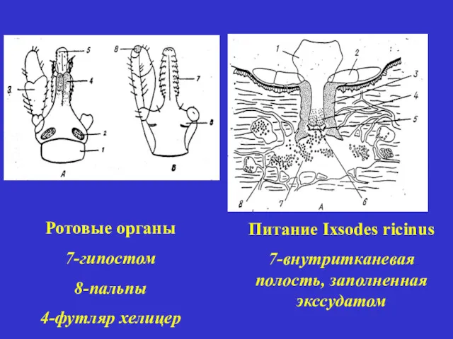 Ротовые органы 7-гипостом 8-пальпы 4-футляр хелицер Питание Ixsodes ricinus 7-внутритканевая полость, заполненная экссудатом