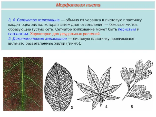 3, 4. Сетчатое жилкование — обычно из черешка в листовую пластинку входит одна