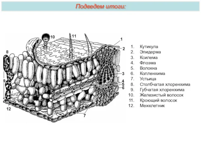Подведем итоги: Кутикула Эпидерма Ксилема Флоэма Волокна Колленхима Устьица Столбчатая хлоренхима Губчатая хлоренхима