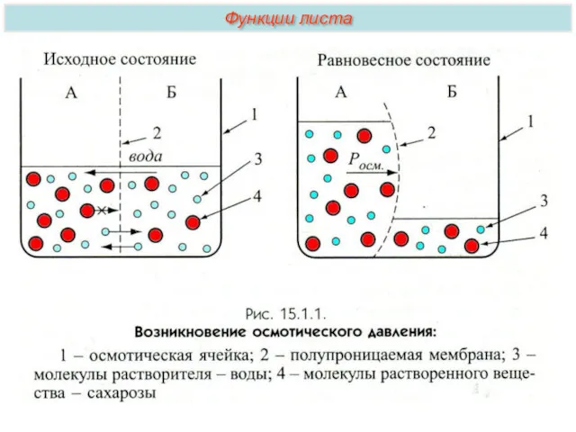 Функции листа