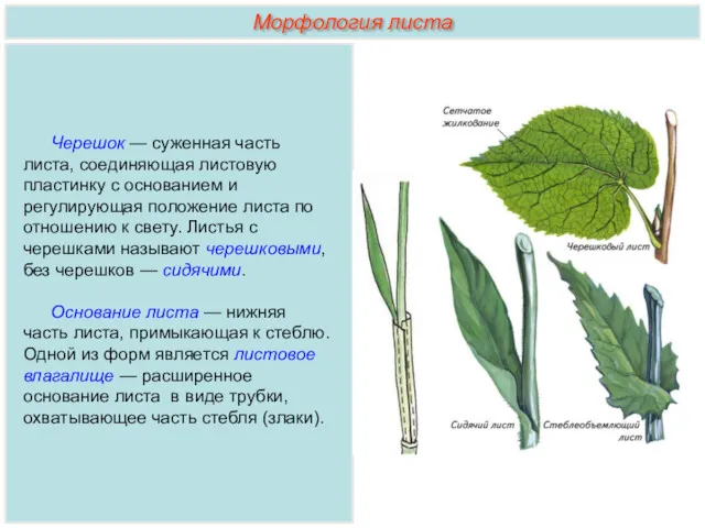 Черешок — суженная часть листа, соединяющая листовую пластинку с основанием и регулирующая положение