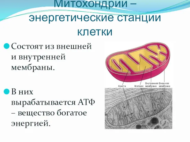 Митохондрии – энергетические станции клетки Состоят из внешней и внутренней