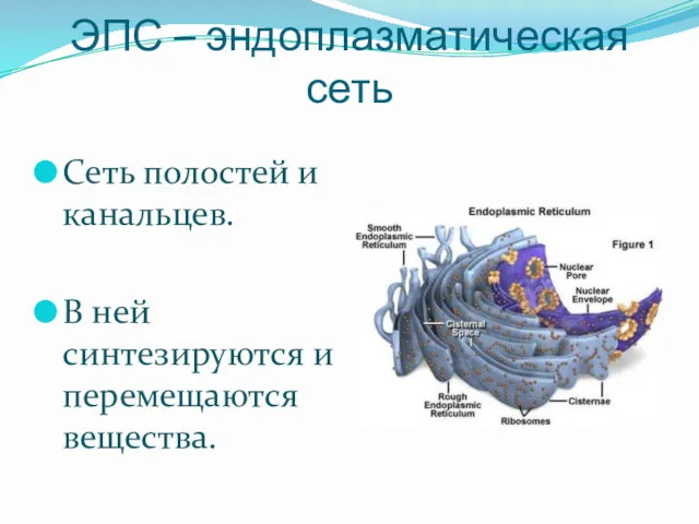 ЭПС – эндоплазматическая сеть Сеть полостей и канальцев. В ней синтезируются и перемещаются вещества.