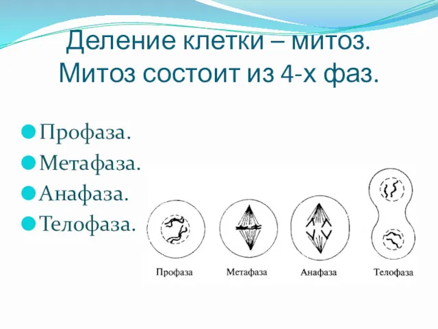 Деление клетки – митоз. Митоз состоит из 4-х фаз. Профаза. Метафаза. Анафаза. Телофаза.