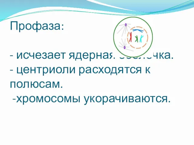 Профаза: - исчезает ядерная оболочка. - центриоли расходятся к полюсам. -хромосомы укорачиваются.