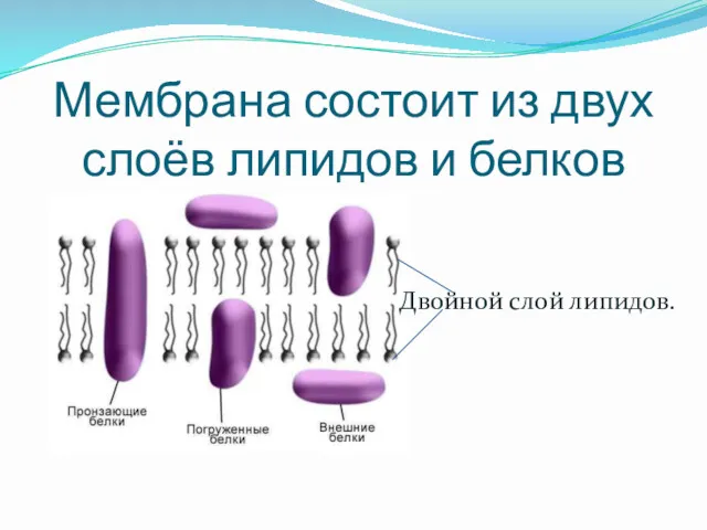 Мембрана состоит из двух слоёв липидов и белков Двойной слой липидов.