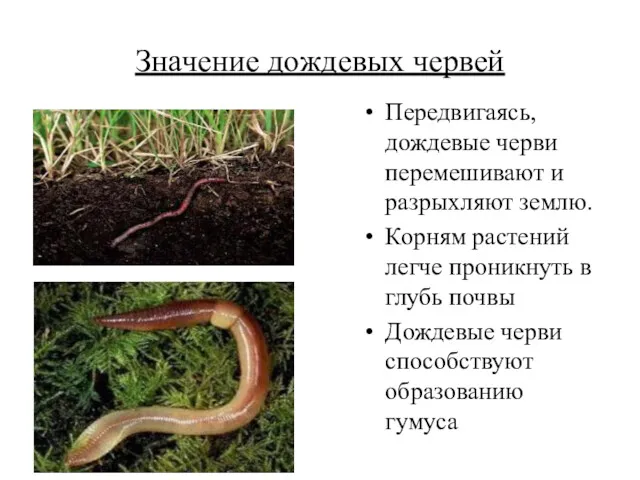 Значение дождевых червей Передвигаясь, дождевые черви перемешивают и разрыхляют землю.