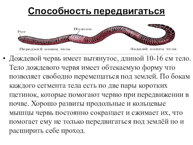 Способность передвигаться Дождевой червь имеет вытянутое, длиной 10-16 см тело.