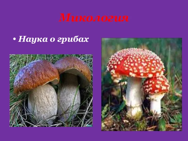 Микология Наука о грибах