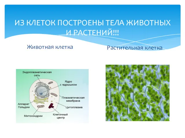 ИЗ КЛЕТОК ПОСТРОЕНЫ ТЕЛА ЖИВОТНЫХ И РАСТЕНИЙ!!! Животная клетка Растительная клетка