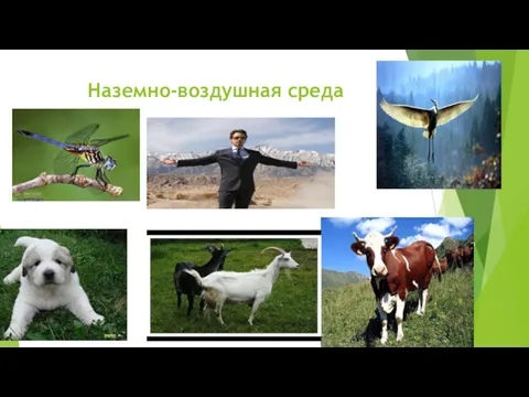 Наземно-воздушная среда